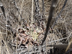 Dudleya lanceolata