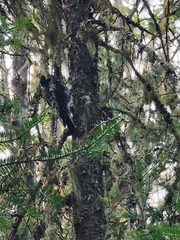 Picoides