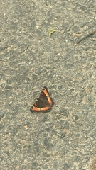 Aglais milberti