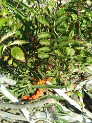 Sorbus americana