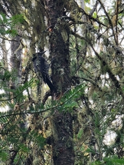 Picoides