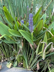 Pontederia cordata