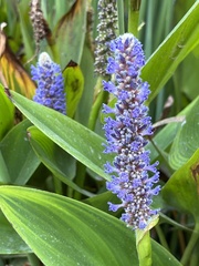 Pontederia cordata
