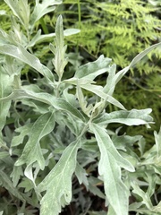 Artemisia ludoviciana