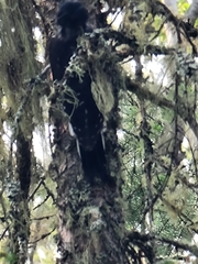 Picoides