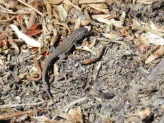 Liolaemus nigroviridis