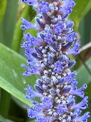 Pontederia cordata