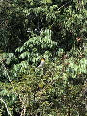 Hemithraupis flavicollis