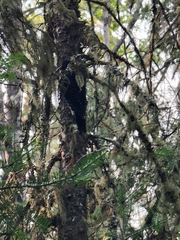 Picoides