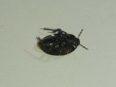 Macroscytus brunneus