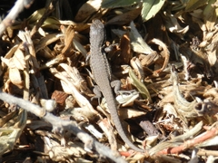 Liolaemus nigroviridis