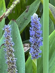 Pontederia cordata