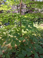 Betula alleghaniensis