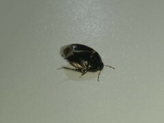 Macroscytus brunneus