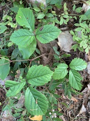 Rubus hispidus
