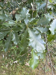 Quercus muehlenbergii
