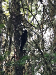 Picoides