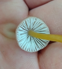 Mycena renati