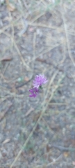 Lessingia leptoclada