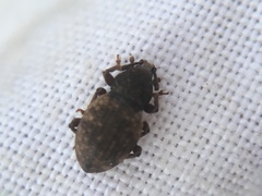 Otiorhynchus raucus