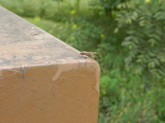 Acholla multispinosa