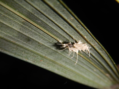 Akanthomyces