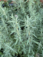Lavandula angustifolia