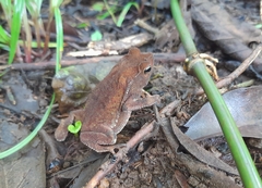 Rhinella alata
