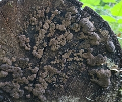 Jackrogersella multiformis