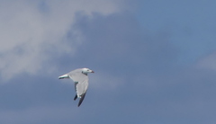 Ichthyaetus audouinii