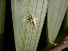 Akanthomyces
