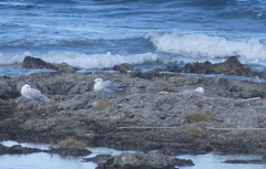 Ichthyaetus audouinii