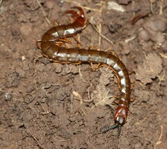 Cormocephalus