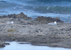 Ichthyaetus audouinii