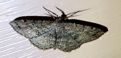 Melanolophia canadaria