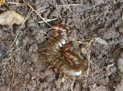 Cormocephalus