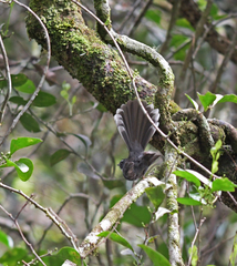 Rhipidura albicollis kinabalu