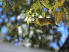 Phylloscopus ibericus