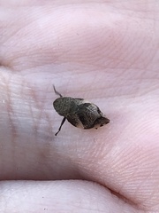 Lepyronia quadrangularis