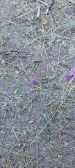 Lessingia leptoclada
