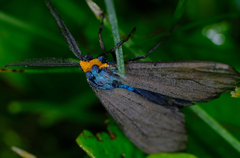 Ctenucha virginica