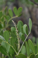 Dermatophyllum secundiflorum