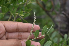 Dermatophyllum secundiflorum