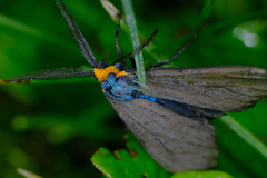 Ctenucha virginica