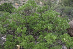 Dermatophyllum secundiflorum