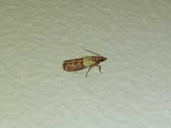 Plodia interpunctella