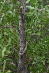 Dermatophyllum secundiflorum