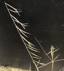 Bouteloua aristidoides