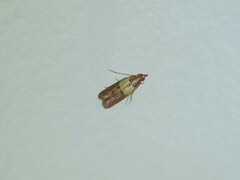 Plodia interpunctella