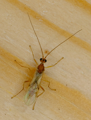 Braconidae